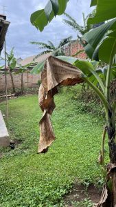 A large dry banana leaf hanging from the stem with blurred images of green leaves with brick wall and cloudy sky in its background.