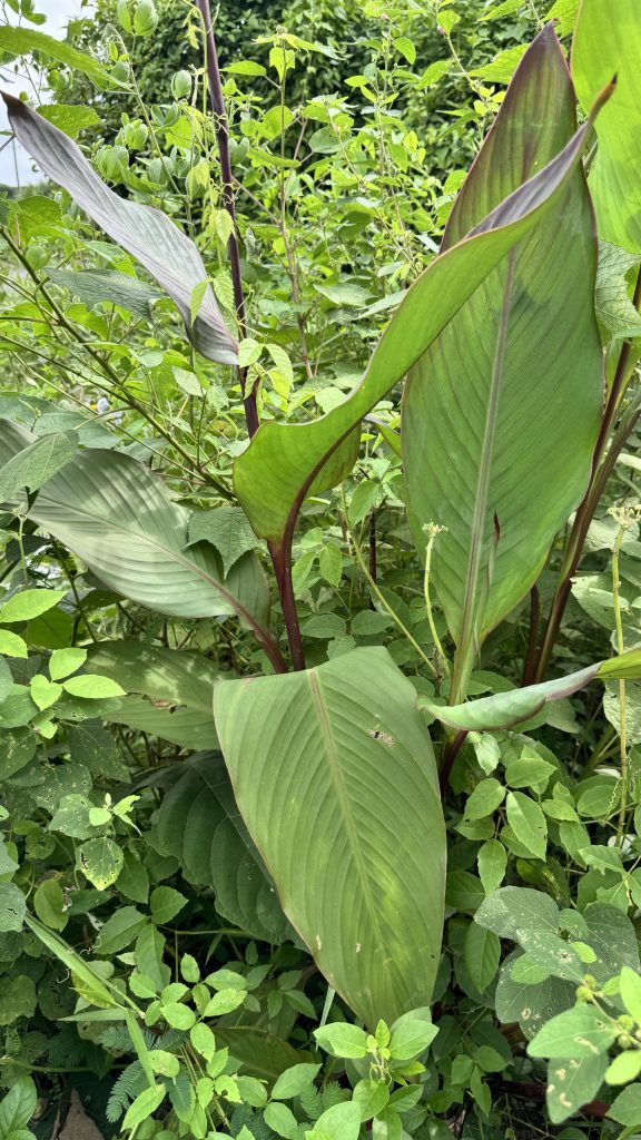 A canna lily plant with large, paddle-like green leaves and reddish stems stands out among a patch of wild undergrowth.