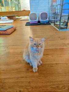 A fluffy, light orange cat with bright blue eyes sits on a wooden floor. In the background, there are colorful cushions and two cat litter boxes