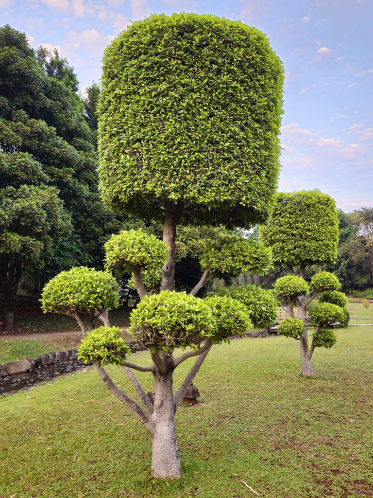 Beautifully pruned ficus microcarpa tree with multiple lush green domes, under a pastel blue sky. Captured at Okayama Friendship Garden, Pune.