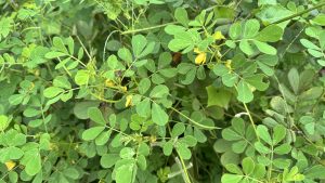 Close-up of lush green foliage with small yellow flowers.
