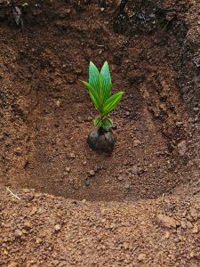 A close-up of a young coconut seedling with bright green leaves growing in a freshly dug pit, a traditional planting practice in Kerala. The soil texture and natural light add depth to the scene. Photographed in a home garden in Kozhikode. 
