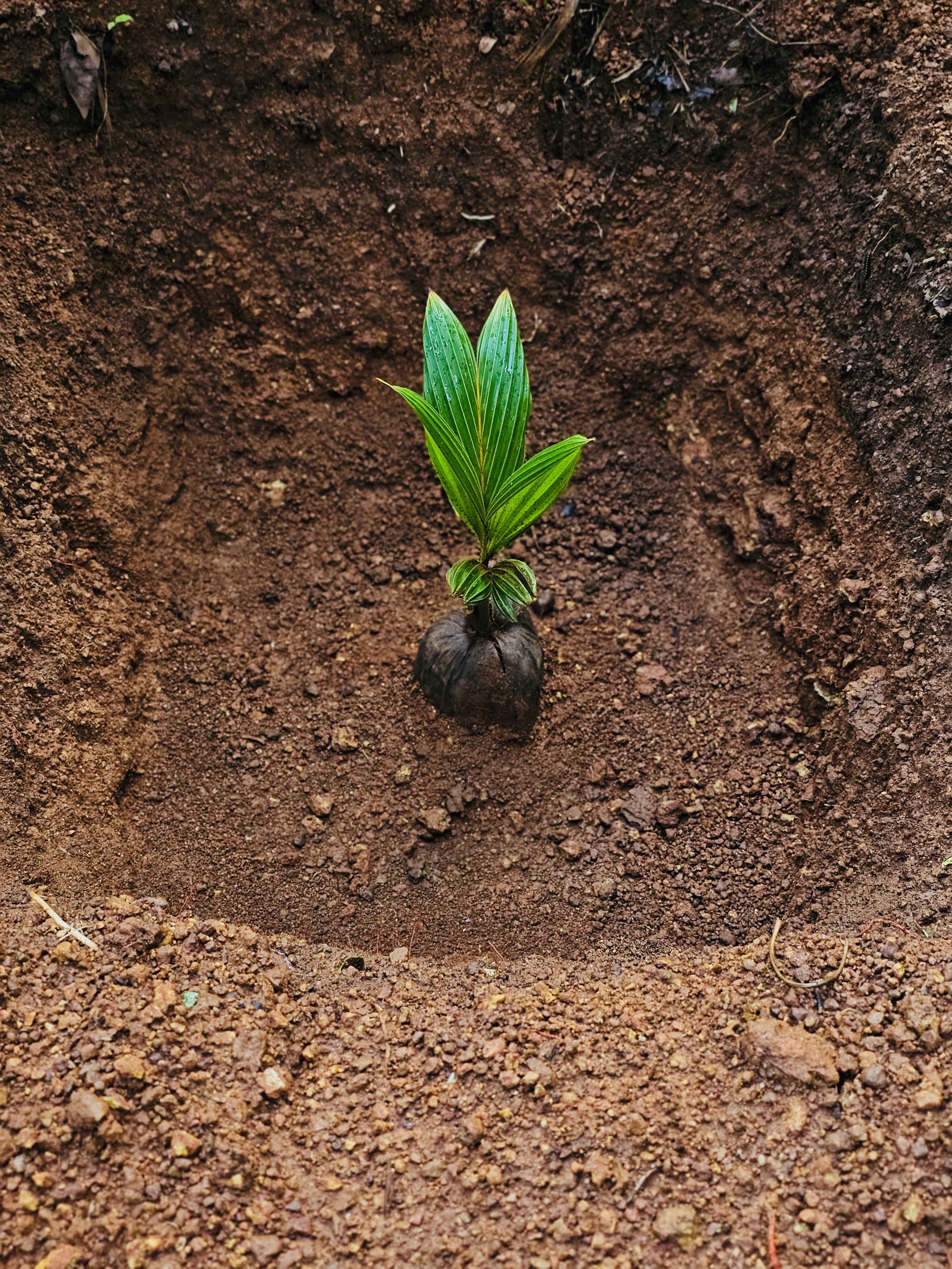 A close-up of a young coconut seedling with bright green leaves growing in a freshly dug pit, a traditional planting practice in Kerala. The soil texture and natural light add depth to the scene. Photographed in a home garden in Kozhikode. 