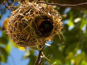 A bird with a black head, red eyes, and yellow underparts peeks out from a woven nest made of straw and grass, hanging from a branch. The background features a clear blue sky and blurred green foliage.
