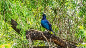 A vibrant blue-black bird perches on a branch surrounded by lush green foliage in a tree. The bird’s iridescent feathers shimmer in the light, with a clear sky visible through the leaves in the background.
