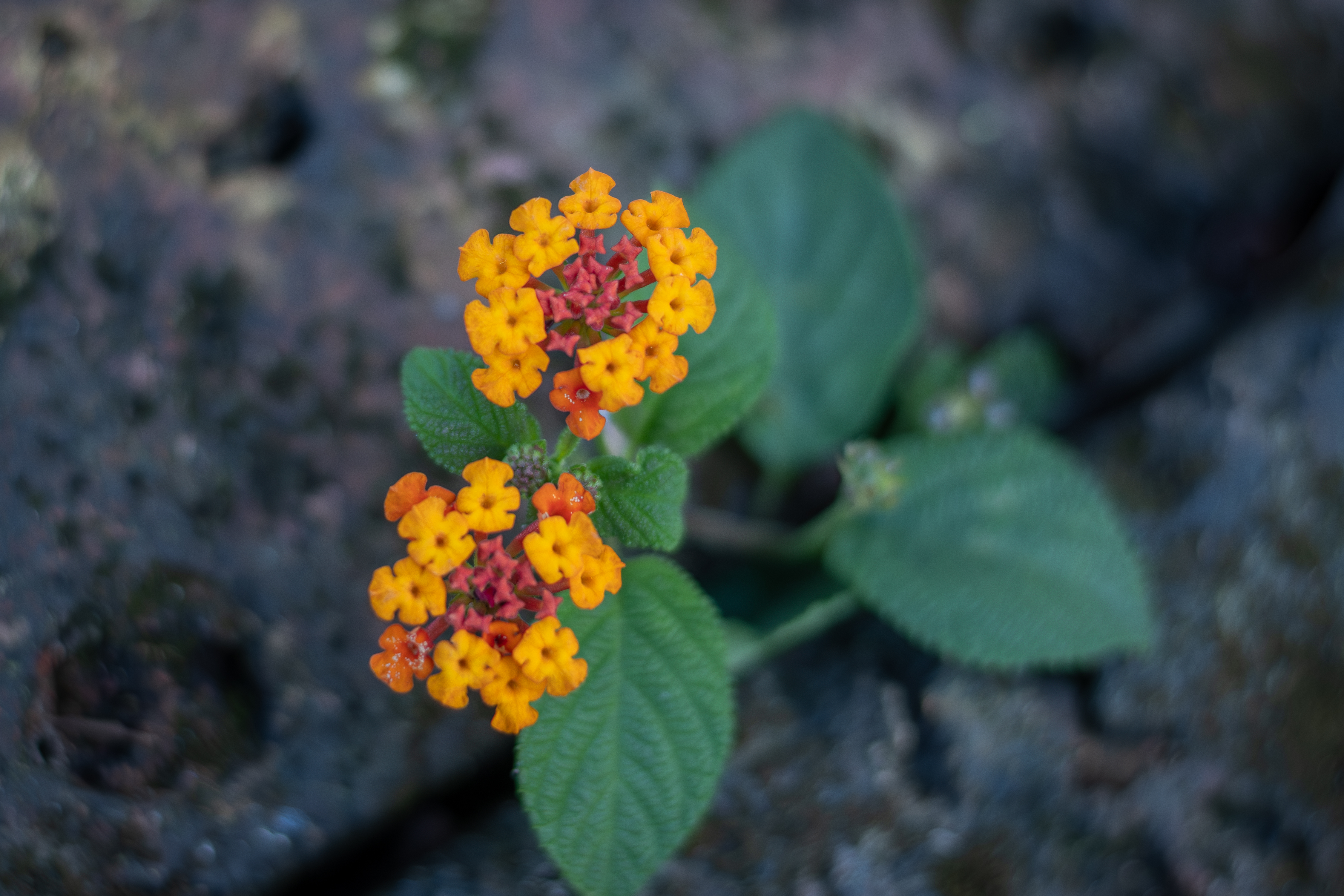 yellow red small flowers