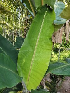 A large banana leaf shines in a tropical garden amid other green leaves and trees in Kerala.