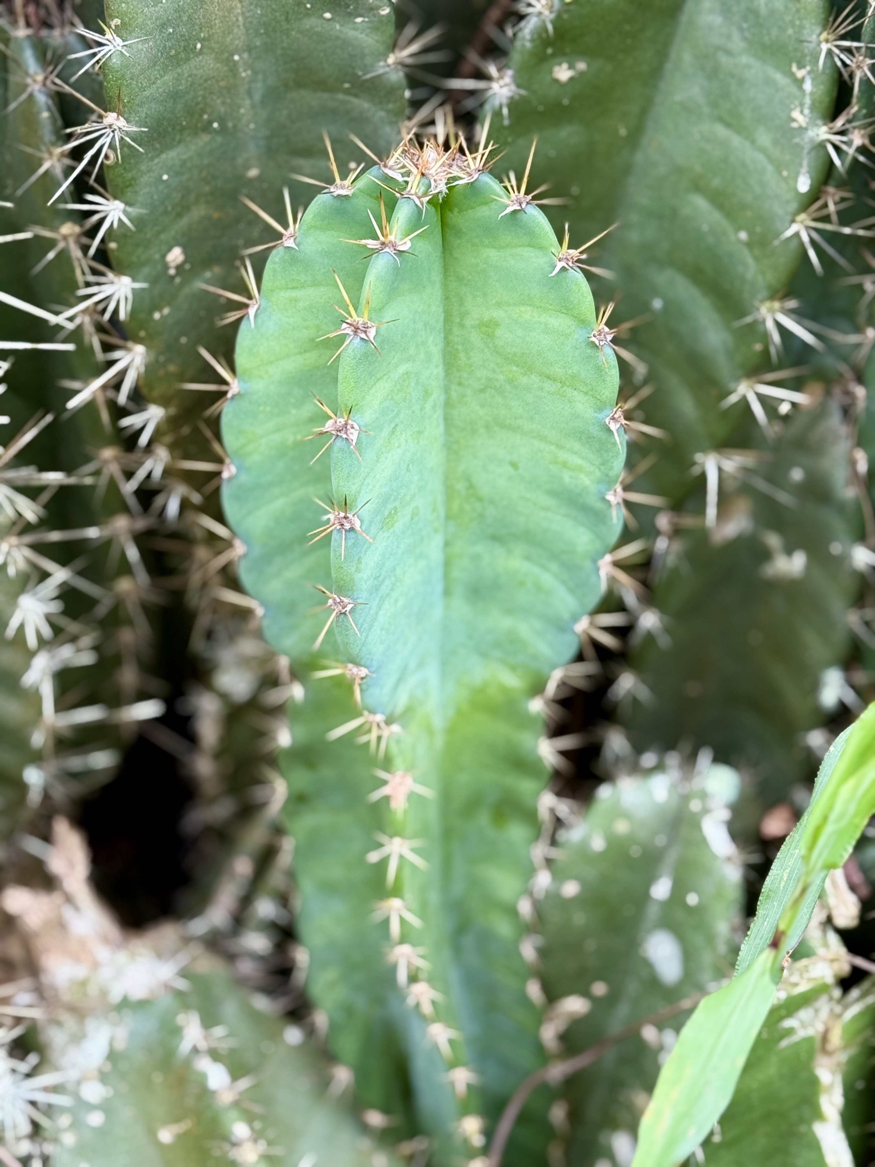 Macro view of a cactus plant with sharp golden thorns and a green, ridged stem. Taken in Perumanna, Kozhikode, Kerala. 