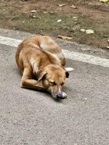 A brown street dog rests peacefully on a paved road with a white line in Udaipur. The dog is curled up, eyes closed, appearing asleep or relaxing in the sun. 