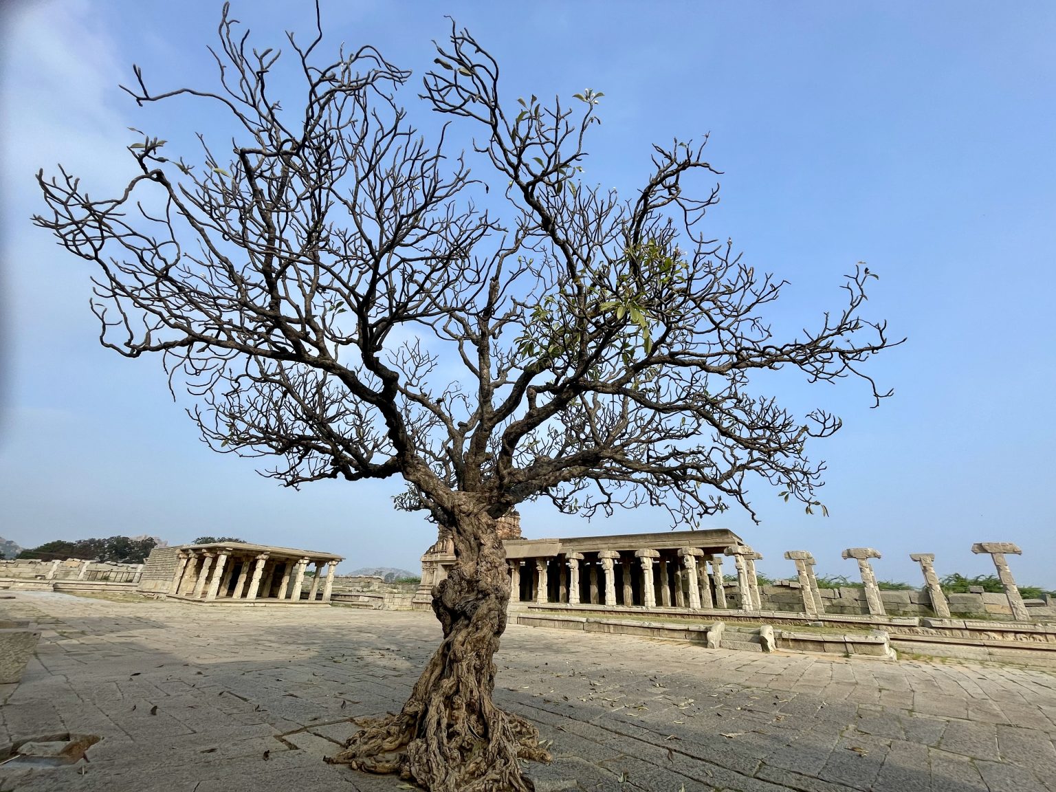 A leafless tree with twisted branches stands in front of the stone-pillared walkway of Shree Vijay Vitthala Temple in Hampi, Karnataka and beautifully contrasts natural and architectural forms.
