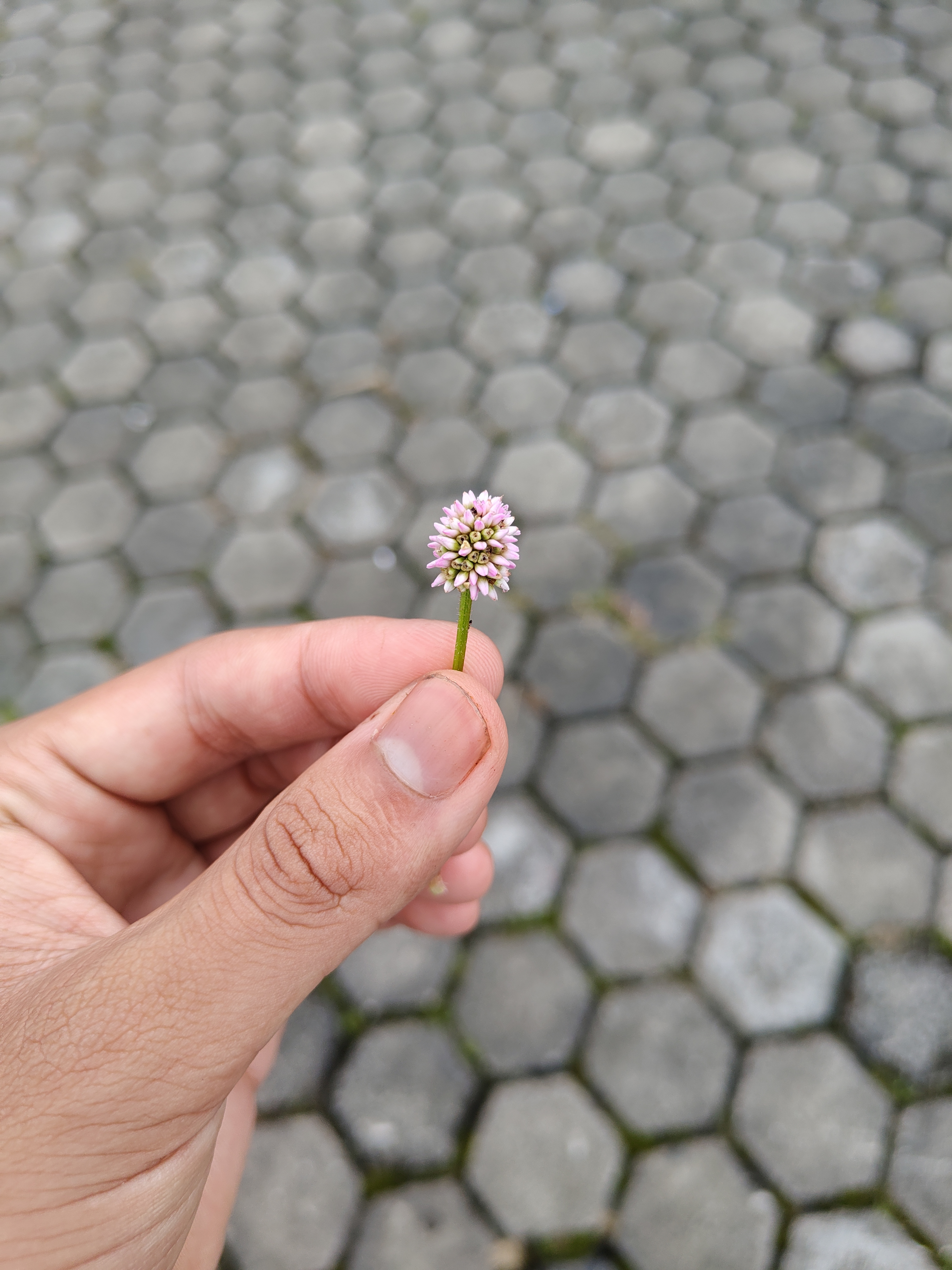 A close-up view of a person's hand holding a small pink and white flower with a green stem,