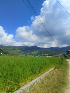 A scenic landscape featuring lush green rice fields under a bright blue sky adorned with fluffy white clouds. 