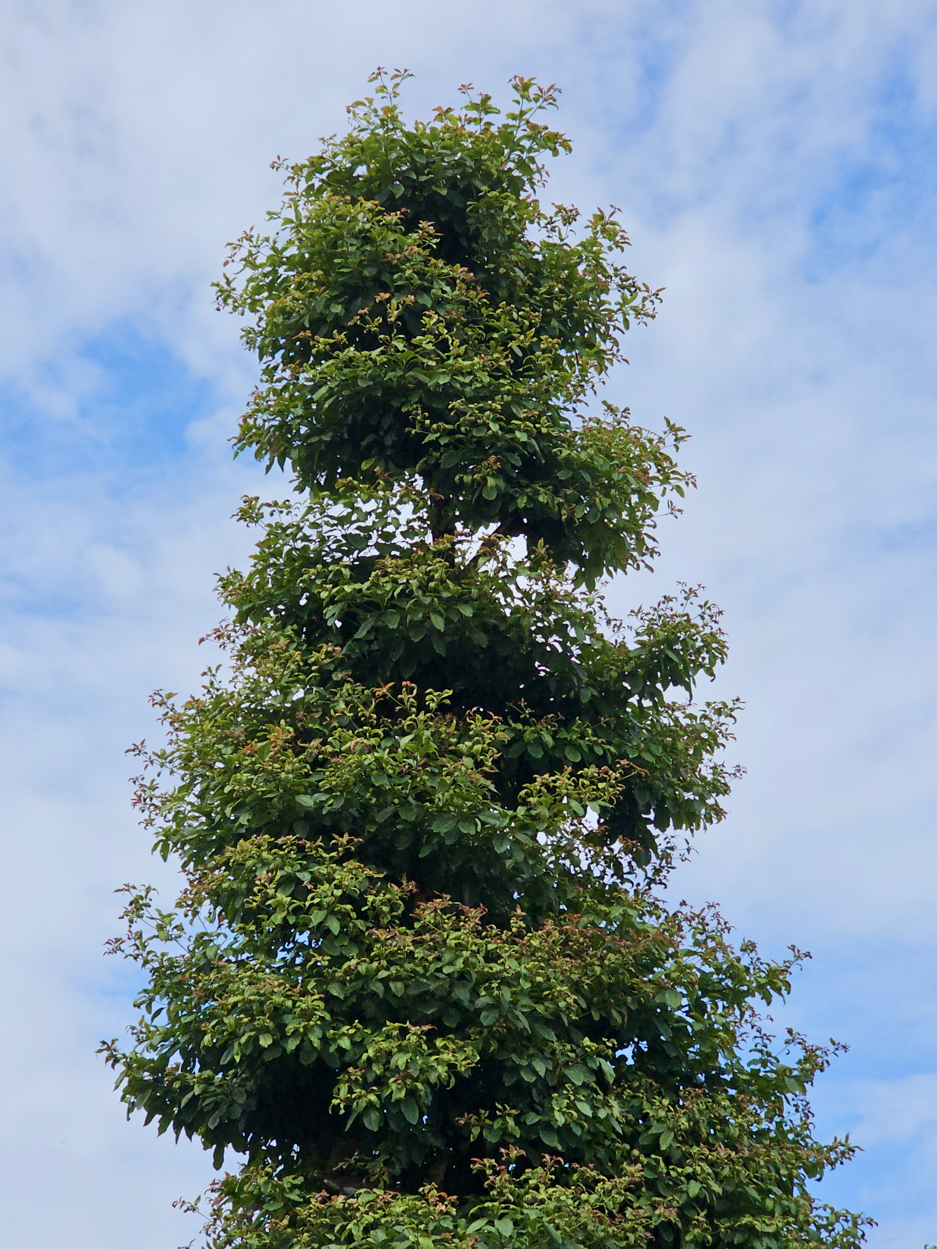 A tall, trimmed tree with dense green foliage stands against a blue sky with white clouds, captured from below in Kerala.
