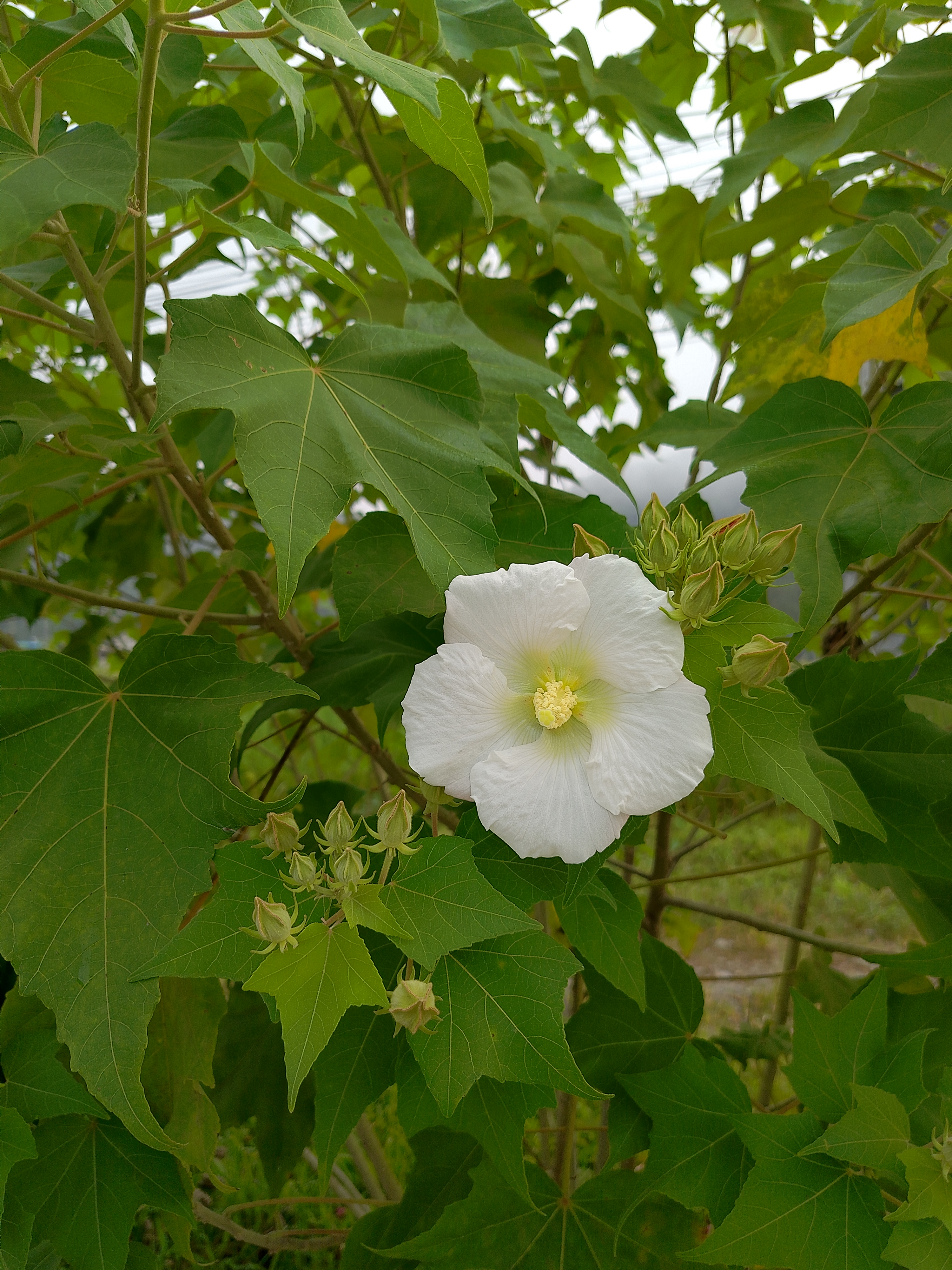 A white flower with a ruffled edge blooms prominently against a backdrop of green leaves.