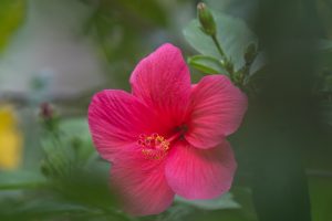 A vibrant pink hibiscus flower with smooth, wide petals is prominently displayed in the center, surrounded by green leaves and soft out-of-focus foliage in the background. 