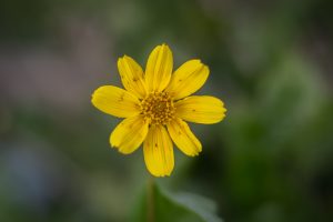 Close-up image of a vibrant yellow flower with several petals, set against a blurred green background.
