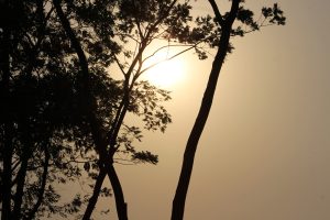 Silhouetted tree branches against a softly glowing sun, creating a serene and peaceful atmosphere with a warm gradient sky backdrop.