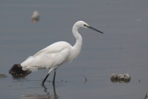 
A white heron stands in shallow water, its long legs and neck poised gracefully.