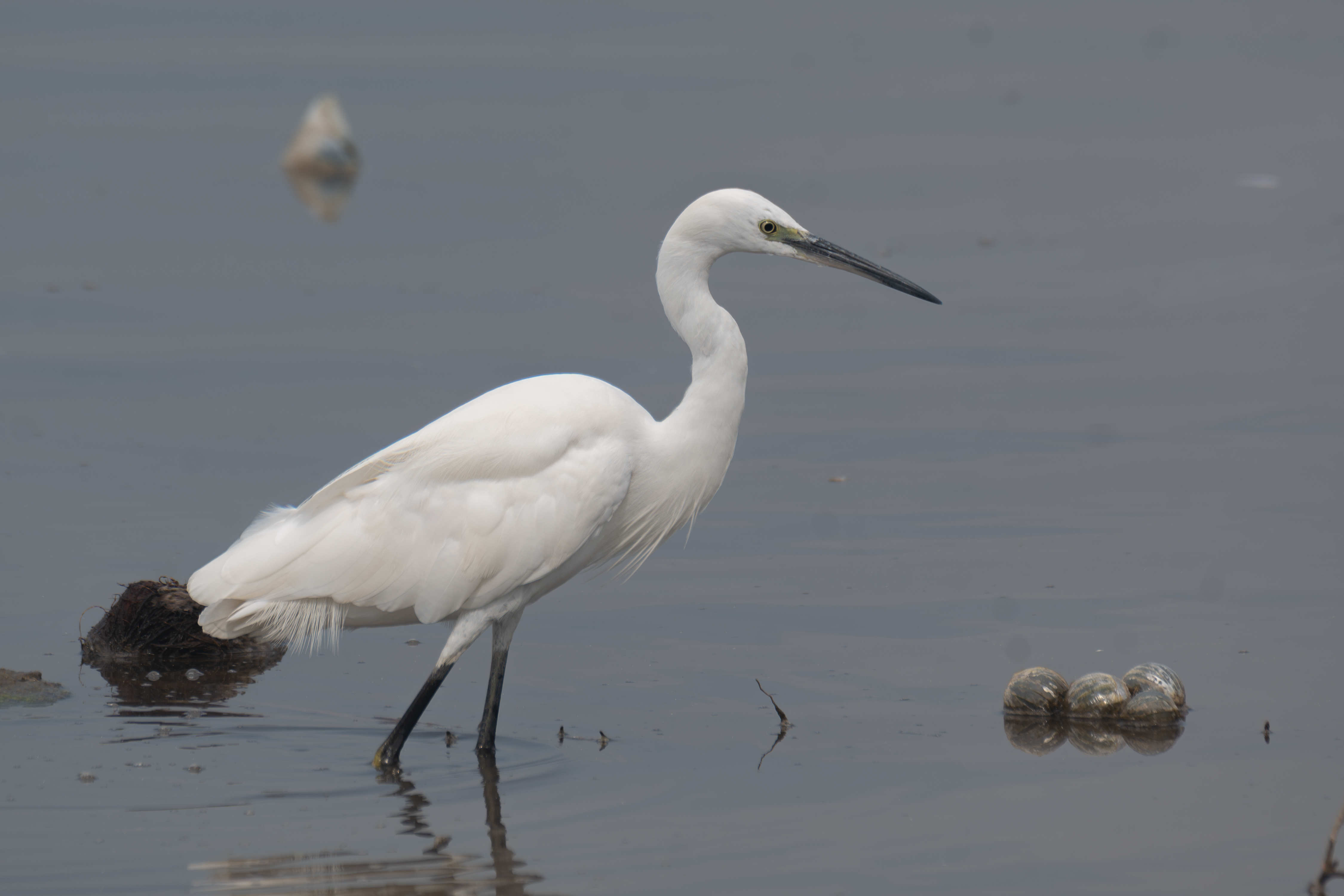 
A white heron stands in shallow water, its long legs and neck poised gracefully.