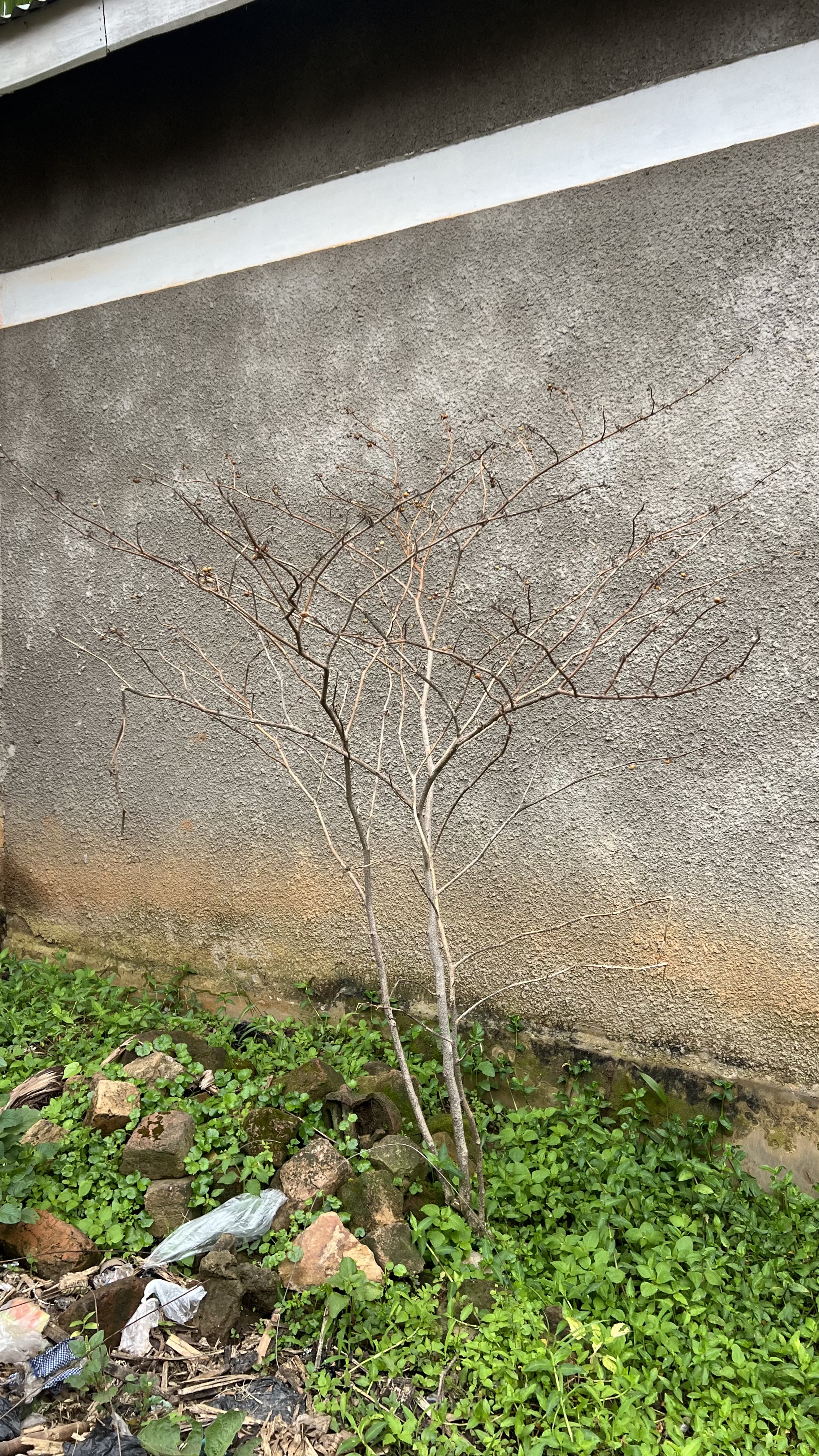 A thin dry plant against a greyish wall with small plants on its ground.