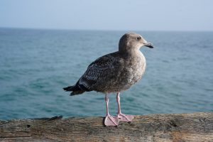 Juvenile Western Gull standing on a wooden pier at Newport Beach, with the ocean in the background on a clear day.
