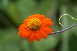A close-up of a vibrant orange flower with broad petals and a cluster of yellow stamens in the center.