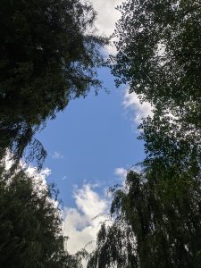 A view of the sky framed by the tops of trees, with a bright blue background and scattered white clouds.