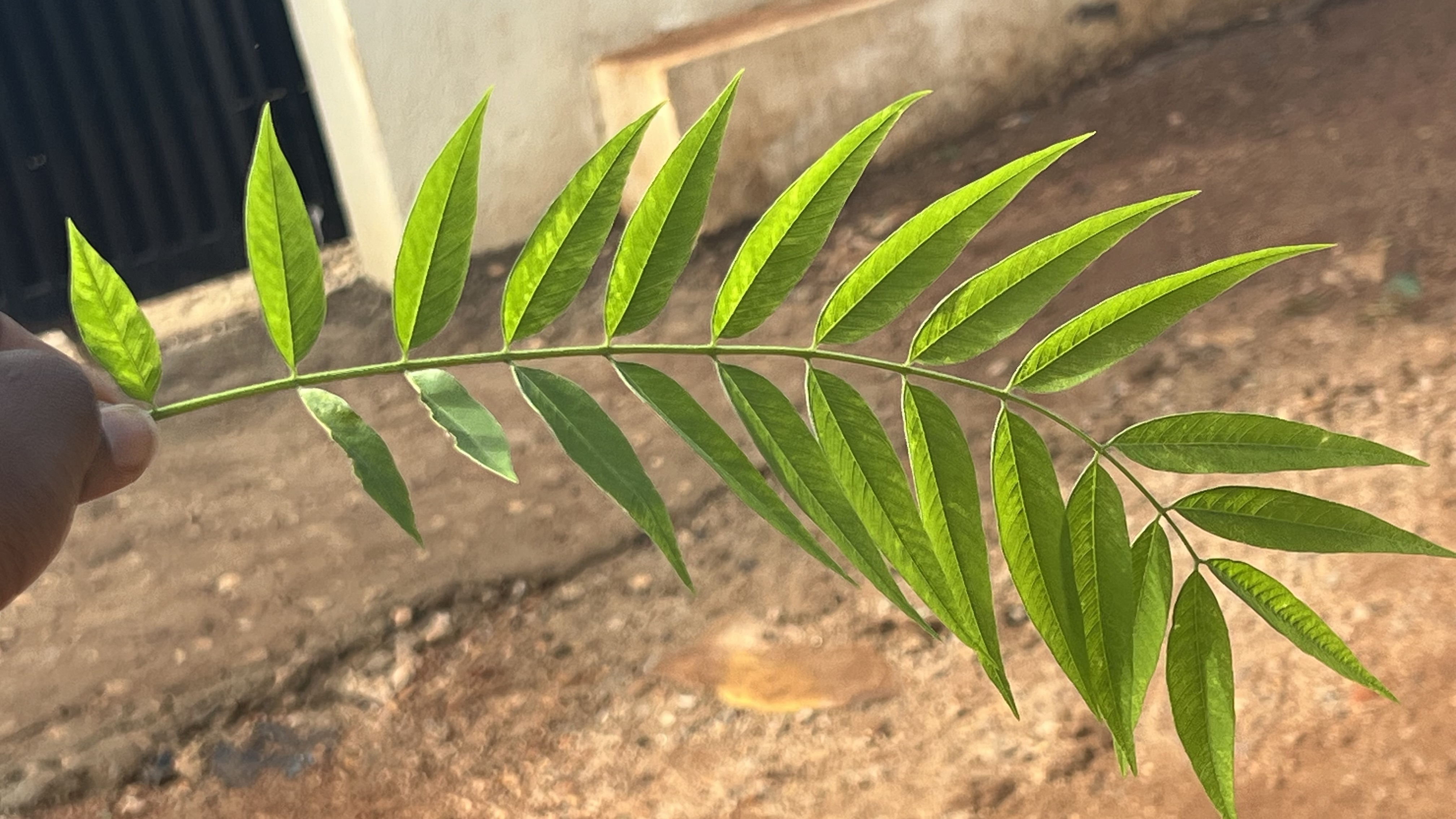 A compound  leaf with a fern-like appearance held out against a blurred background.