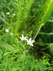 Close-up of delicate white flowers with green stripes amid lush grass and foliage in a natural setting.
