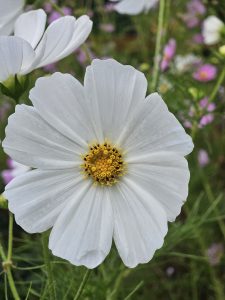 A close-up of a blooming white flower with delicate, textured petals radiating from a vibrant yellow center surrounded by small golden stamens.