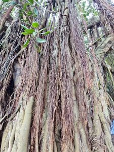A dense curtain of aerial roots from a large banyan tree in Fort Kochi, Kochi. A stunning example of Kerala’s lush, ancient tree cover. 