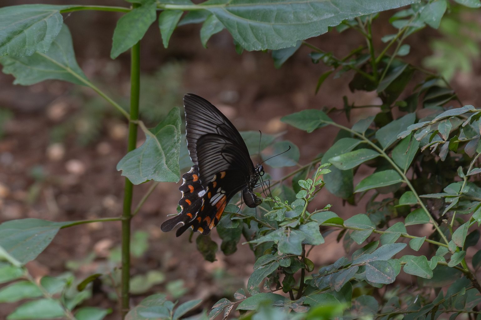 Common Rose Butterfly