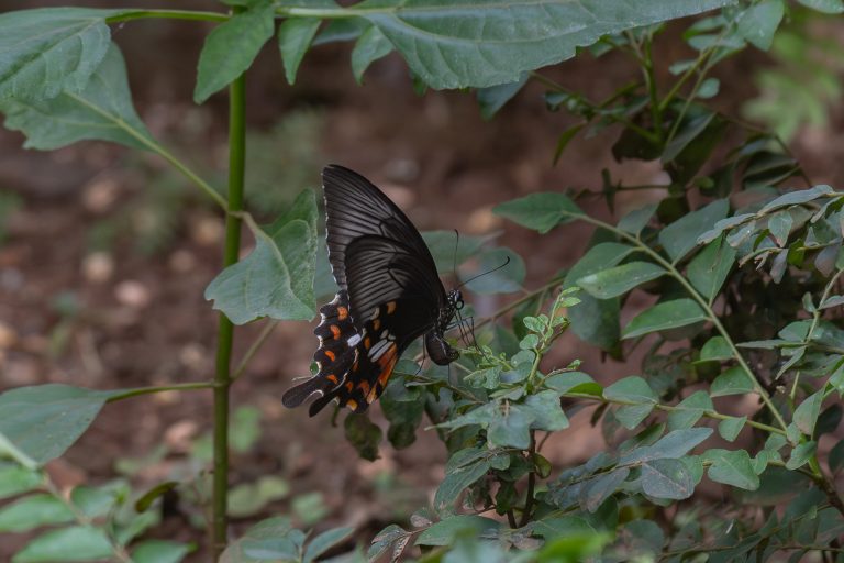 Common Rose Butterfly