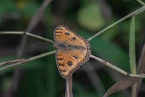 Peacock Pansy Butterfly seating on a green leaf
