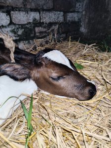 A young calf is sleeping peacefully on a bed of straw, with its head resting calmly. 