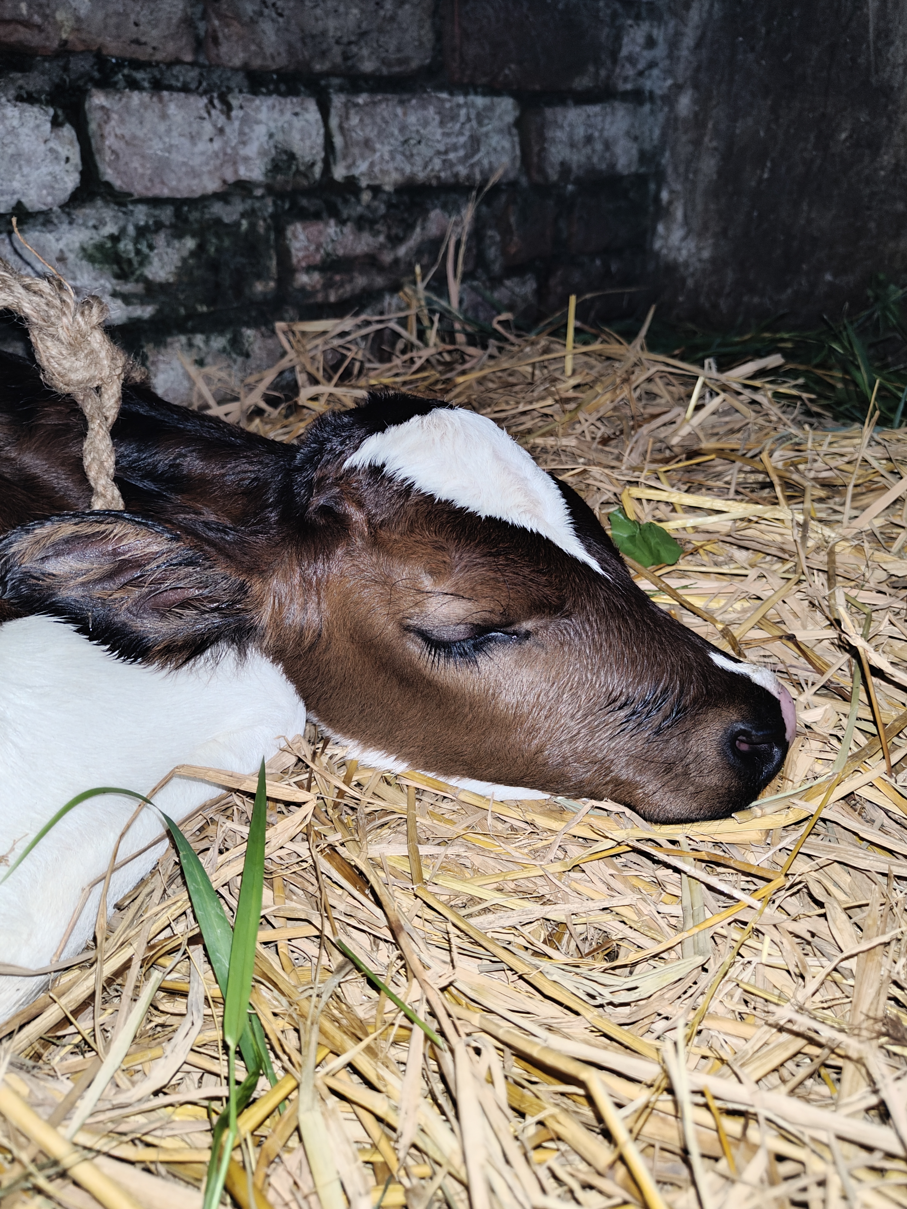 A young calf is sleeping peacefully on a bed of straw, with its head resting calmly.