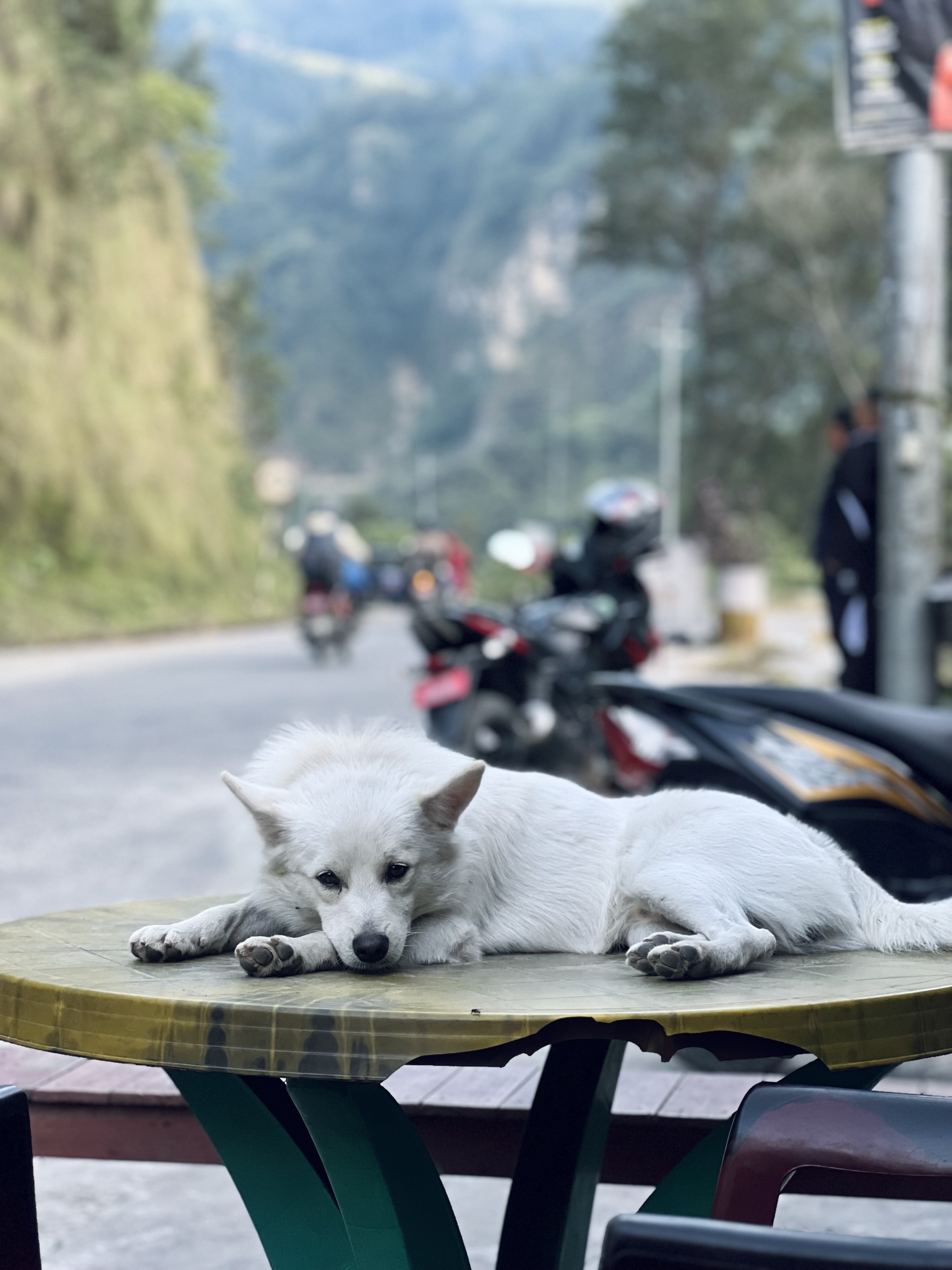 White dog lying on a picnic table top. In the background are motorcycles, blurred.