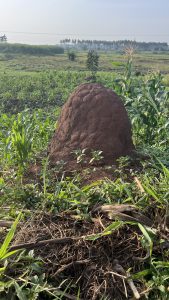 A large, reddish-brown ant hill rises above the surrounding greenery in a rural landscape. 