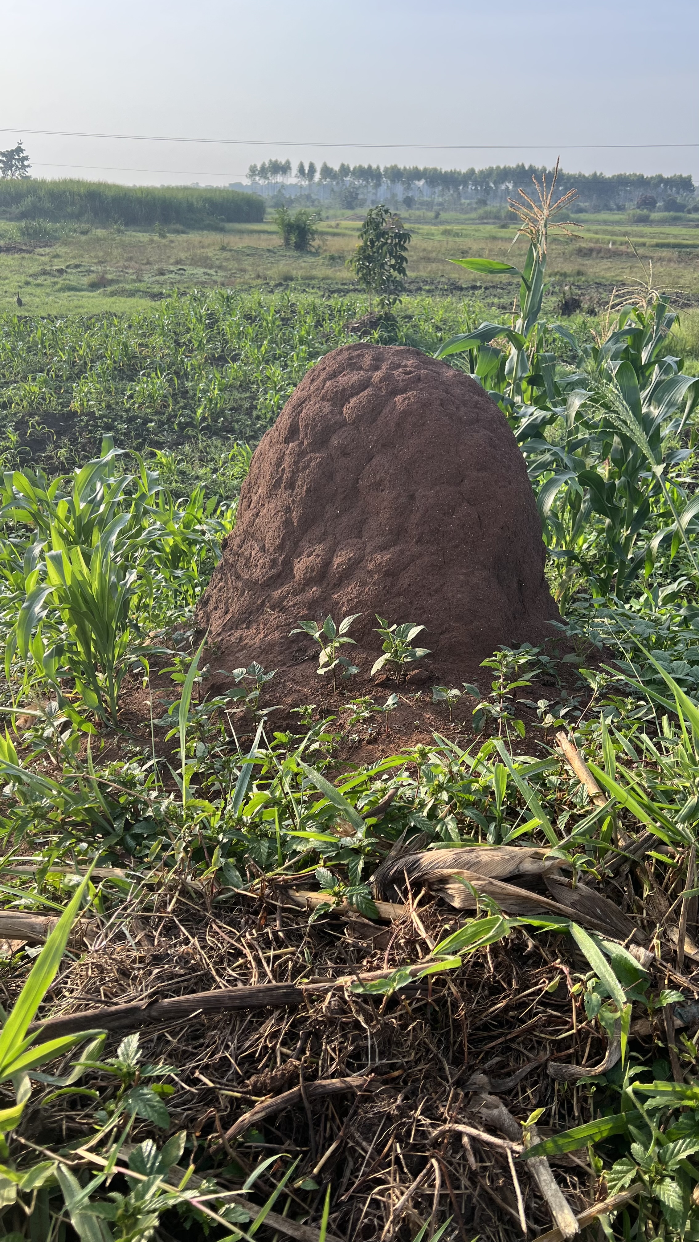 A large, reddish-brown ant hill rises above the surrounding greenery in a rural landscape. 