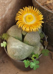 A Lithops plant, with its distinctive stone-like leaves, produces a vibrant yellow flower. It thrives in a pot with dry, sandy soil, nestled among small four-leafed succulents, showcasing successful care.