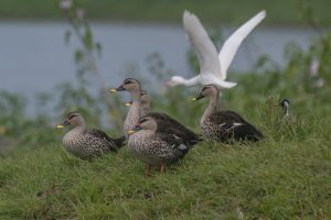 Five Indian Spot-billed Ducks stand on grass near water, with one in front, another behind, and a bird flying away in the background.