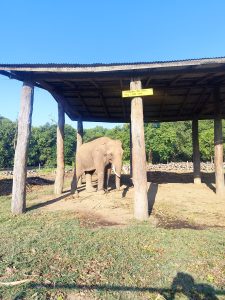 A solitary elephant stands on a dirt patch beneath a roof supported by wooden columns.