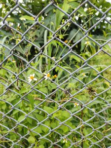 Close-up of a gray metal chain-link fence with green leaves and small white flowers behind it, set against dense greenery.