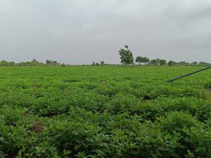 A green peanut field under a cloudy sky, with plants growing in moist soil.
