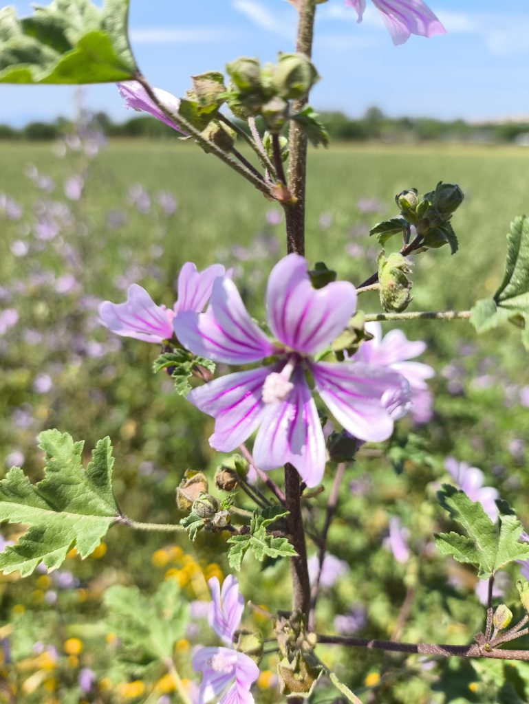 Wild flowers in May, Catalonia, Spain.  Closeup of a pink and purple flower.