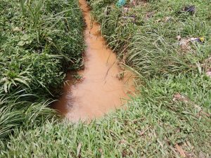 A narrow stream of brown water flows between thick patches of green grass and various plants.