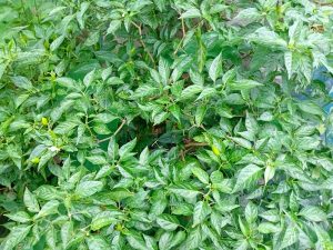 Lush green chili plant with glossy leaves and small unripe chilies. The foliage is dense, conveying a fresh and vibrant garden scene.