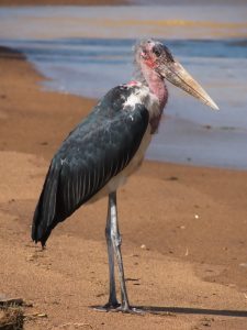A marabou stork standing on a sandy lakeshore in Uganda, showing its large beak, bare pink neck, and dark wings with water and shoreline visible in the background.
