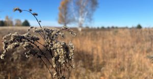 Closeup of a dried goldenrod plant, with a blurred field in the background.