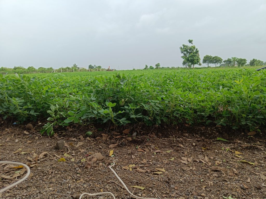 Lush green peanut plants thriving in an open field under a cloudy sky, surrounded by distant trees and farmland.